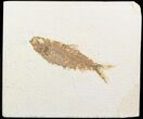 Knightia Fossil Fish - Wyoming #48185-1